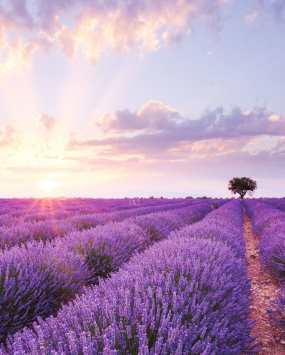 Provence & French Alps