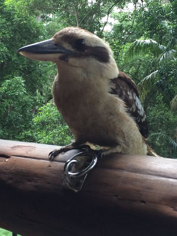 Kookaburra
