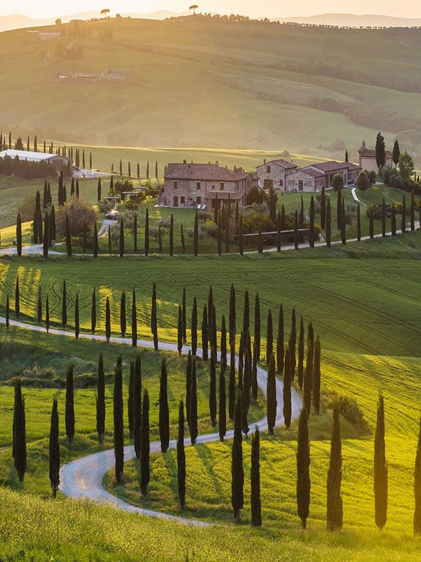 Tuscan Cypress Pines